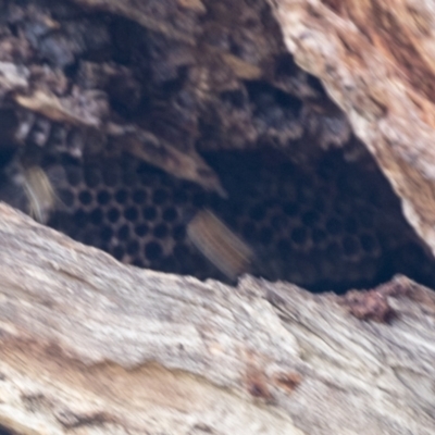 Apis mellifera (European honey bee) at Gossan Hill - 13 Sep 2022 by AlisonMilton