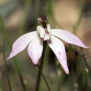 Caladenia fuscata at Bruce, ACT - suppressed