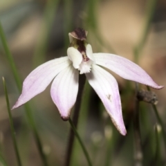 Caladenia fuscata (Dusky fingers) at Bruce, ACT - 13 Sep 2022 by AlisonMilton