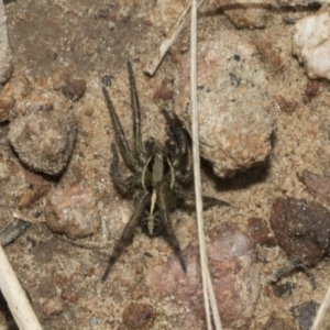 Venatrix sp. (genus) at Bruce, ACT - 13 Sep 2022