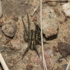 Venatrix sp. (genus) (Unidentified Venatrix wolf spider) at Bruce, ACT - 13 Sep 2022 by AlisonMilton