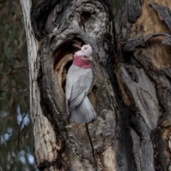 Eolophus roseicapilla (Galah) at Bruce, ACT - 13 Sep 2022 by AlisonMilton