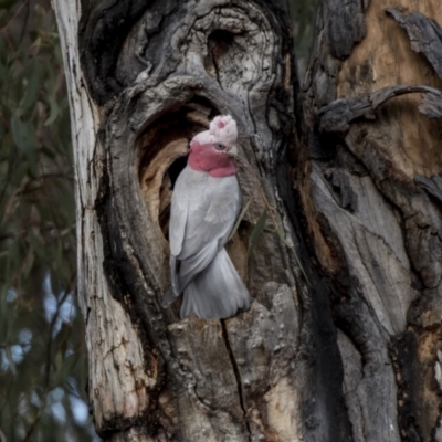 Eolophus roseicapilla (Galah) at Gossan Hill - 13 Sep 2022 by AlisonMilton