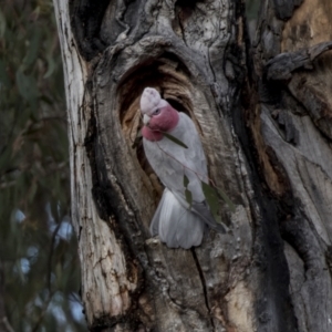 Eolophus roseicapilla at Bruce, ACT - 13 Sep 2022