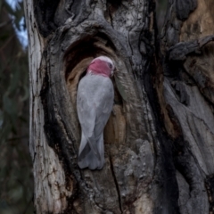 Eolophus roseicapilla at Bruce, ACT - 13 Sep 2022