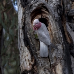 Eolophus roseicapilla at Bruce, ACT - 13 Sep 2022