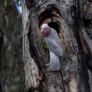 Eolophus roseicapilla at Bruce, ACT - 13 Sep 2022