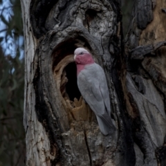 Eolophus roseicapilla at Bruce, ACT - 13 Sep 2022