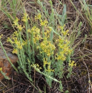 Pimelea curviflora at Mitchell, ACT - 22 Nov 2018