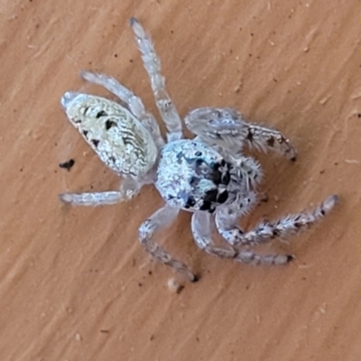 Opisthoncus grassator (Jumping spider) at Wanniassa, ACT - 15 Sep 2022 by trevorpreston