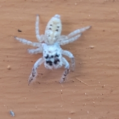 Opisthoncus grassator at Wanniassa, ACT - 15 Sep 2022