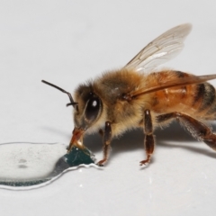 Apis mellifera (European honey bee) at Evatt, ACT - 15 Sep 2022 by TimL