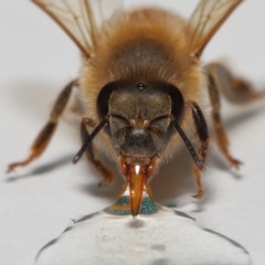 Apis mellifera at Evatt, ACT - 15 Sep 2022