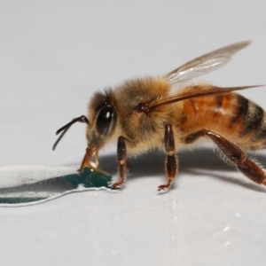 Apis mellifera at Evatt, ACT - 15 Sep 2022