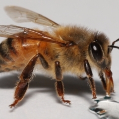 Apis mellifera at Evatt, ACT - 15 Sep 2022