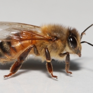 Apis mellifera at Evatt, ACT - 15 Sep 2022