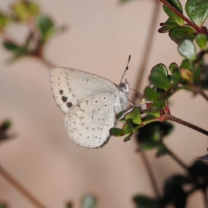 Erina hyacinthina at Paddys River, ACT - 14 Sep 2022 03:26 PM