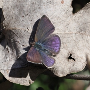 Erina hyacinthina at Paddys River, ACT - 14 Sep 2022 03:26 PM