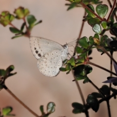 Erina hyacinthina at Paddys River, ACT - 14 Sep 2022