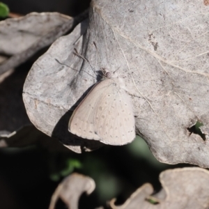 Erina hyacinthina at Paddys River, ACT - 14 Sep 2022 03:26 PM