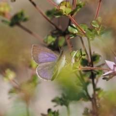 Erina hyacinthina at Paddys River, ACT - 14 Sep 2022