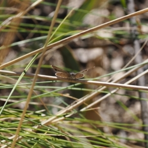 Erina hyacinthina at Paddys River, ACT - 14 Sep 2022 03:38 PM