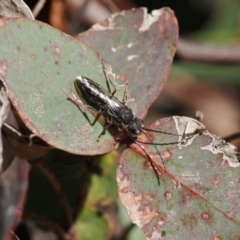 Pompilidae (family) (Unidentified Spider wasp) at Paddys River, ACT - 14 Sep 2022 by RAllen