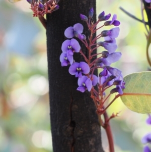 Hardenbergia violacea at Paddys River, ACT - 14 Sep 2022 03:55 PM