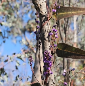 Hardenbergia violacea at Paddys River, ACT - 14 Sep 2022