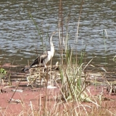 Anhinga novaehollandiae (Australasian Darter) at Lake Ginninderra - 16 Sep 2022 by Dugite