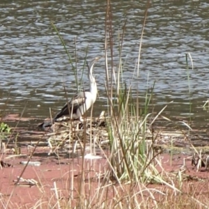 Anhinga novaehollandiae at Belconnen, ACT - 16 Sep 2022