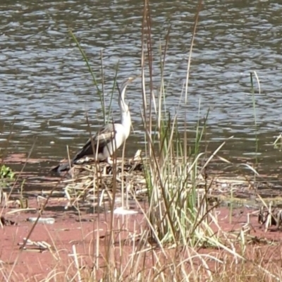 Anhinga novaehollandiae (Australasian Darter) at Lake Ginninderra - 16 Sep 2022 by Dugite