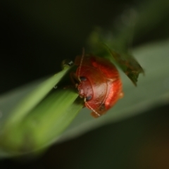 Paropsini sp. (tribe) (Unidentified paropsine leaf beetle) at Murrumbateman, NSW - 15 Sep 2022 by amiessmacro