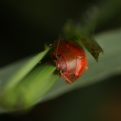 Paropsini sp. (tribe) (Unidentified paropsine leaf beetle) at Murrumbateman, NSW - 16 Sep 2022 by amiessmacro