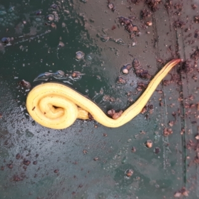 Caenoplana hillii (Hill's flatworm) at Yaouk, NSW - 14 Sep 2022 by JARS