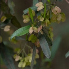 Dodonaea triquetra (Large-leaf Hop-Bush) at Tallong, NSW - 14 Sep 2022 by Aussiegall