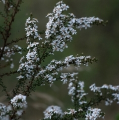 Olearia microphylla (Olearia) at Tallong, NSW - 14 Sep 2022 by Aussiegall