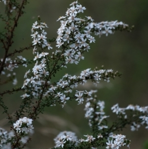 Olearia microphylla at Tallong, NSW - 14 Sep 2022