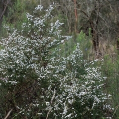 Olearia microphylla at Tallong, NSW - 14 Sep 2022 01:19 PM