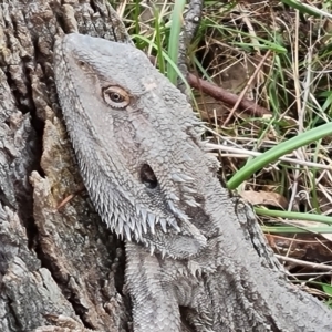 Pogona barbata at O'Malley, ACT - 16 Sep 2022