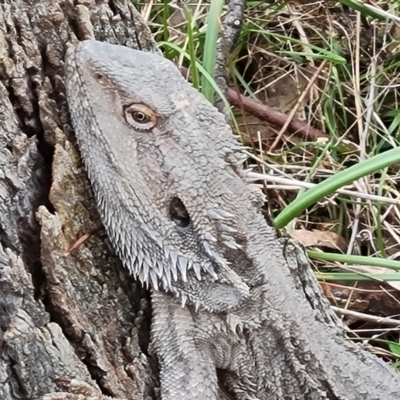 Pogona barbata (Eastern Bearded Dragon) at Mount Mugga Mugga - 16 Sep 2022 by Mike