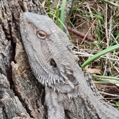 Pogona barbata (Eastern Bearded Dragon) at O'Malley, ACT - 16 Sep 2022 by Mike