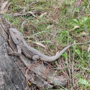 Pogona barbata at O'Malley, ACT - 16 Sep 2022