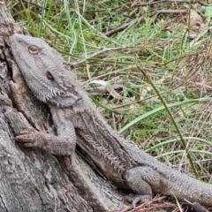 Pogona barbata at O'Malley, ACT - 16 Sep 2022