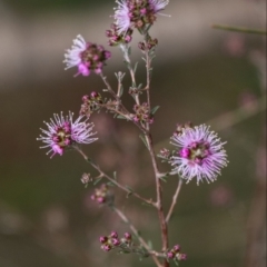 Kunzea parvifolia (Violet Kunzea) at Tallong, NSW - 14 Sep 2022 by Aussiegall