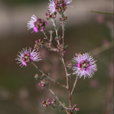 Kunzea parvifolia (Violet Kunzea) at Tallong, NSW - 14 Sep 2022 by Aussiegall