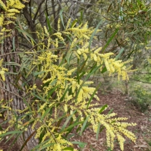 Acacia floribunda at O'Malley, ACT - 16 Sep 2022 02:44 PM