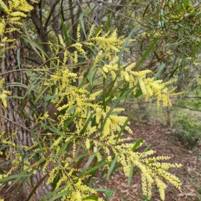 Acacia floribunda (White Sally Wattle, Gossamer Wattle) at O'Malley, ACT - 16 Sep 2022 by Mike