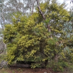 Acacia floribunda at O'Malley, ACT - 16 Sep 2022 02:44 PM