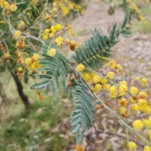 Acacia dealbata at O'Malley, ACT - 16 Sep 2022